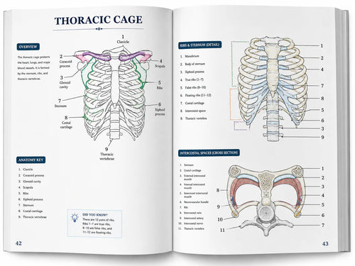 Human Anatomy Colour Book